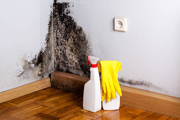 Best Basement Mold Remediation in Douglas, AZ