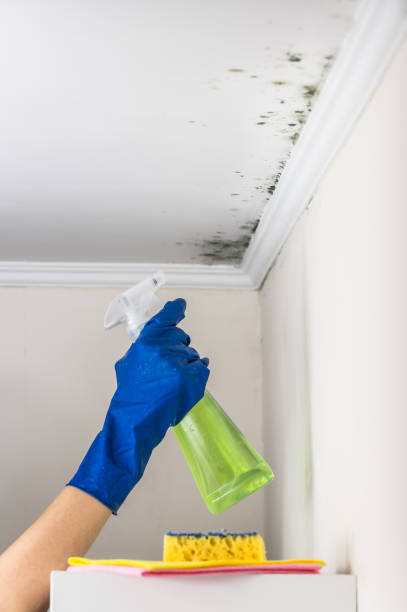 Best Commercial Mold Remediation in Douglas, AZ